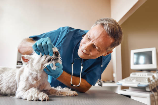 Best Same-Day Emergency Dentist in Stallion Springs, CA
